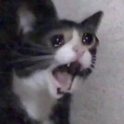 Schmuserkadser screaming through tears